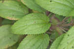 Smallspike false nettle